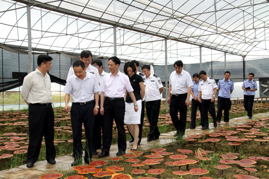 杭州亞運(yùn)會(huì)官方靈芝產(chǎn)品供應(yīng)商|杭州亞運(yùn)會(huì)官方供應(yīng)商|中國靈芝十大品牌|仙客來靈芝|仙客來靈芝破壁孢子粉|仙客來孢子油|仙客來靈芝飲片|仙客來破壁孢子粉|靈芝孢子油|孢子粉|靈芝破壁孢子粉|靈芝|中華老字號