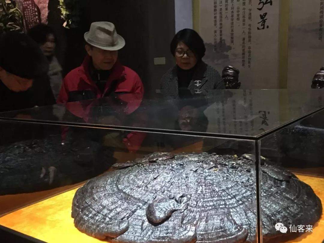 中國靈芝十大品牌|仙客來靈芝|仙客來靈芝破壁孢子粉|仙客來孢子油|仙客來靈芝飲片|仙客來破壁孢子粉|仙客來靈芝中藥飲片|馳名商標(biāo)|www.whsy100.cn|