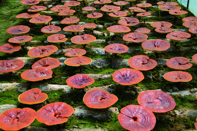 靈芝開傘成長期|仙客來靈芝|中國靈芝十大品牌|中國馳名商標|中國首家靈芝全產業(yè)鏈可視工廠