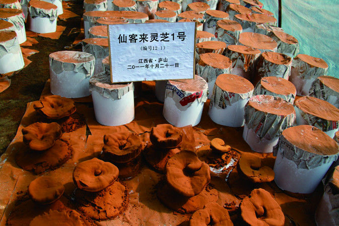 靈芝產粉成熟期|仙客來靈芝|中國靈芝十大品牌|中國馳名商標|中國首家靈芝全產業(yè)鏈可視工廠