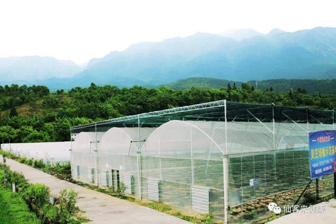 中國靈芝十大品牌|仙客來靈芝|仙客來靈芝破壁孢子粉|仙客來孢子油|仙客來靈芝飲片|仙客來破壁孢子粉|仙客來靈芝中藥飲片|馳名商標(biāo)|www.whsy100.cn|