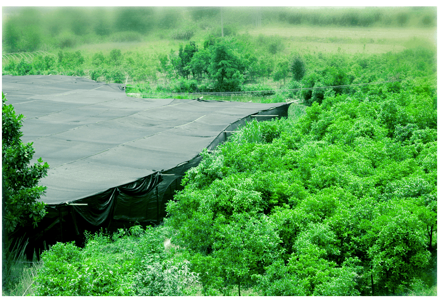 中國靈芝十大品牌|仙客來靈芝|仙客來靈芝破壁孢子粉|仙客來孢子油|仙客來靈芝飲片|仙客來破壁孢子粉|仙客來靈芝中藥飲片|馳名商標|www.whsy100.cn|