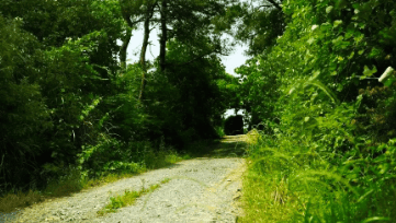 中國靈芝十大品牌|仙客來靈芝|仙客來靈芝破壁孢子粉|仙客來孢子油|仙客來靈芝飲片|仙客來破壁孢子粉|仙客來靈芝中藥飲片|馳名商標|www.whsy100.cn|