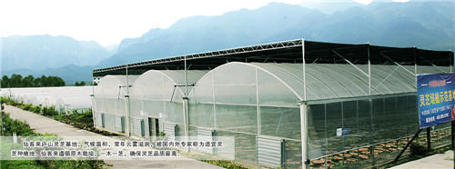 中國靈芝十大品牌|仙客來靈芝|仙客來靈芝破壁孢子粉|仙客來孢子油|仙客來靈芝飲片|仙客來破壁孢子粉|仙客來靈芝中藥飲片|馳名商標(biāo)|www.whsy100.cn|