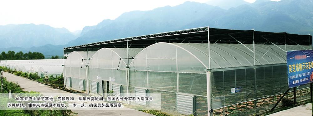 中國靈芝十大品牌|仙客來靈芝|仙客來靈芝破壁孢子粉|仙客來孢子油|仙客來靈芝飲片|仙客來破壁孢子粉|仙客來靈芝中藥飲片|馳名商標(biāo)|www.whsy100.cn|