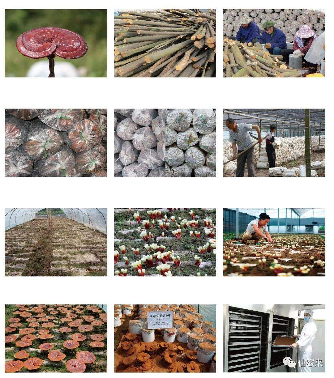 中國靈芝十大品牌|仙客來靈芝|仙客來靈芝破壁孢子粉|仙客來孢子油|仙客來靈芝飲片|仙客來破壁孢子粉|仙客來靈芝中藥飲片|馳名商標(biāo)|www.whsy100.cn|