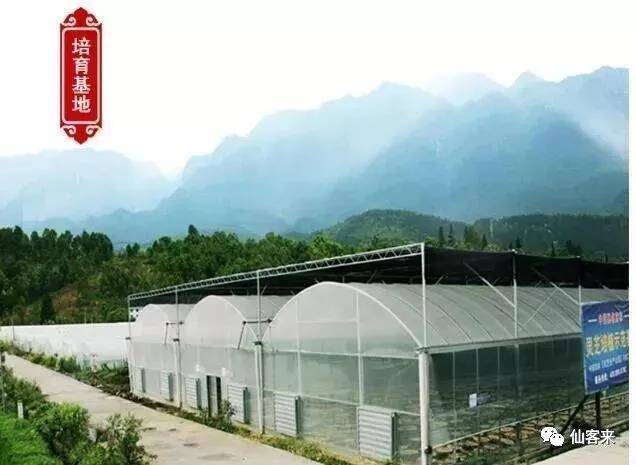 中國靈芝十大品牌|仙客來靈芝|仙客來靈芝破壁孢子粉|仙客來孢子油|仙客來靈芝飲片|仙客來破壁孢子粉|仙客來靈芝中藥飲片|馳名商標|www.whsy100.cn|