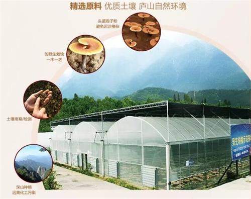 杭州亞運會官方靈芝產(chǎn)品供應(yīng)商|杭州亞運會官方供應(yīng)商|中國靈芝十大品牌|仙客來靈芝|仙客來靈芝破壁孢子粉|仙客來孢子油|仙客來靈芝飲片|仙客來破壁孢子粉|靈芝孢子油|孢子粉|靈芝破壁孢子粉|靈芝|中華老字號