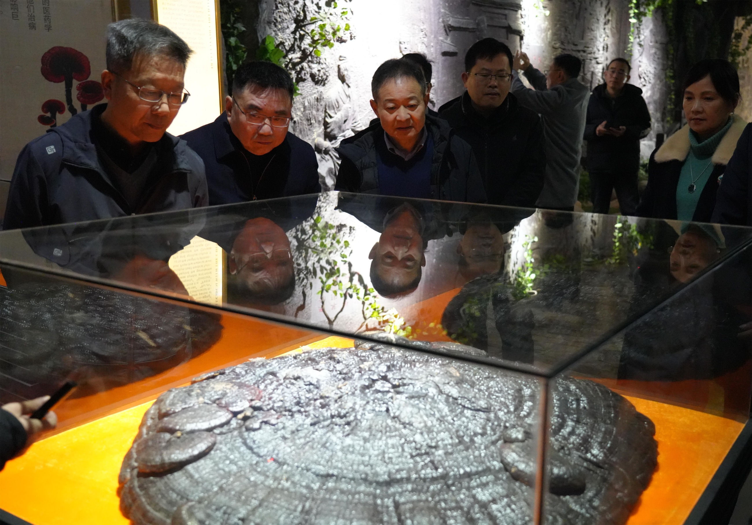 杭州亞運(yùn)會(huì)官方靈芝產(chǎn)品供應(yīng)商|杭州亞運(yùn)會(huì)官方供應(yīng)商|中國(guó)靈芝十大品牌|仙客來(lái)靈芝|仙客來(lái)靈芝破壁孢子粉|仙客來(lái)孢子油|仙客來(lái)靈芝飲片|仙客來(lái)破壁孢子粉|靈芝孢子油|孢子粉|靈芝破壁孢子粉|靈芝|中華老字號(hào)