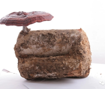 論文發(fā)表 - 中國(guó)靈芝屬真菌的多樣性與資源