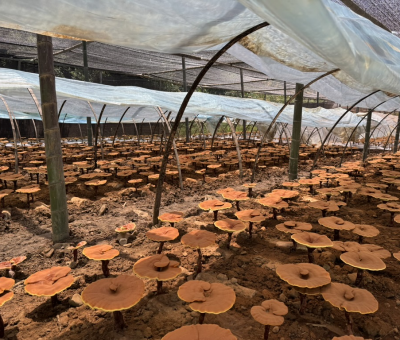 共同見證！首屆靈芝日慶典暨仙客來與北京大學(xué)醫(yī)學(xué)部科研成果發(fā)布會舉行